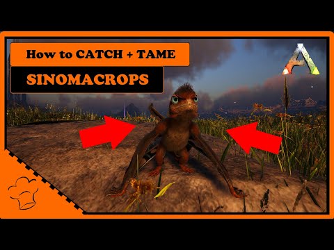 How to CATCH + TAME [SINOMACROPS] the easy way