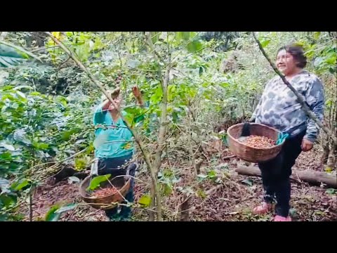 This is how our people harvest coffee 🌱🌱 on our farm 🙏 nature divine, God's treasure 🙏🇸🇻