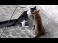 Real Cat Fight 2