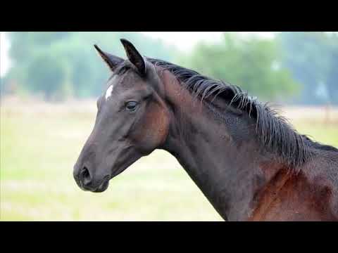 Stutfohlen von Follow Him x Saint Cyr