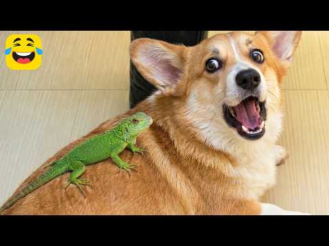 He Just Woke Up and This Happened to Him 😂🤣 Hilarious Animal Moments 2026