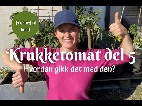 Krukketomat del  5 - Hvordan gikk det? | Fra jord til bord