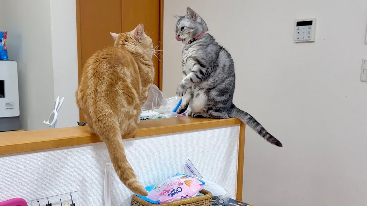 ちゃーぼーをシャクシャクしたいあいちゃんとぎんちゃんのことはちょっと怖いポッポママ。