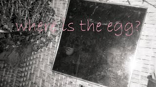 where is the egg?