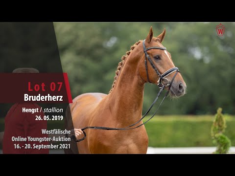 Youngster Online-Auktion Lot 07 Bruderherz Hengst v. By your Side - Fürst Piccolo