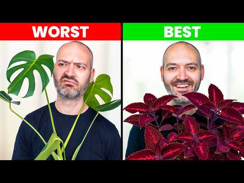 I Ranked Every Plant I Own
