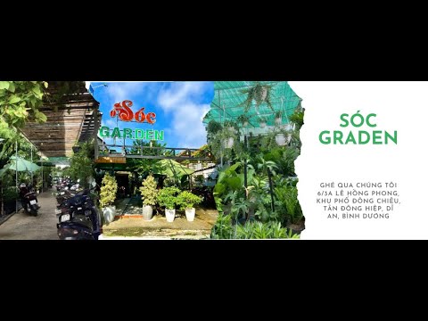 Cây cảnh đẹp bình dương