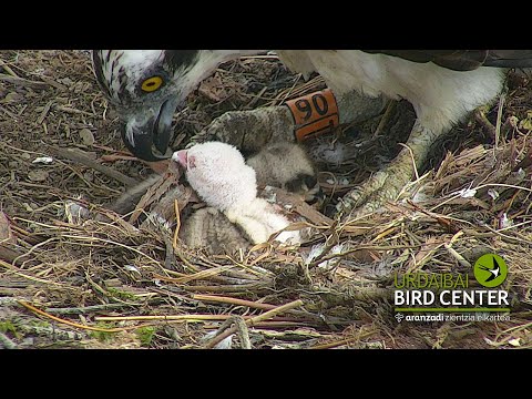 Albino Osprey Chick - Nace en Urdaibai la primera águila pescadora albina conocida del mundo
