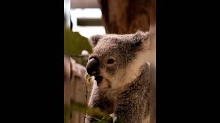 Download lagu Cute Koalas Playing 🐨 Funny Koala Bears[funny Pets] mp3