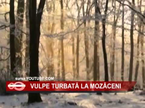 03 VULPE TURBATA LA MOZACENI