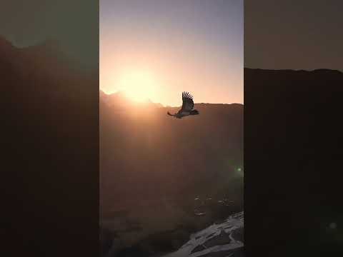 El vuelo del Cóndor Andes Argentina