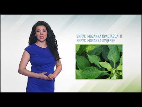 Zelena prognoza, 31.5.2016. - O stanju u usevima paprike