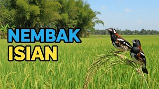 Download lagu Masteran Anis Kembang Full Isian Dahsyat, Pancingan Suara Dijamin Langsung Ngeplong Mewah mp3