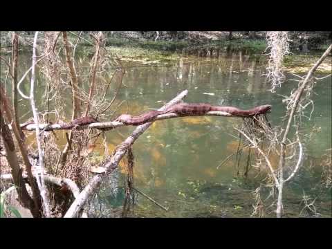 Snakes Of Florida (Not all 70+ species)