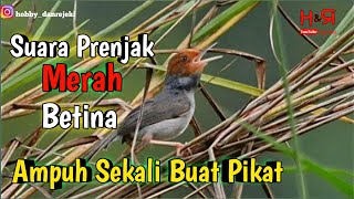 Download lagu suara prenjak merah betina memanggil jantan || hobby dan rejeki mp3 Download lagu suara prenjak merah betina memanggil jantan || hobby dan rejeki mp3