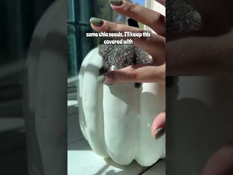 DIY chia pet : Chia Pumpkin 🪴 #growplants #plants #howto #diy #chiapet #houseplants #plantlover
