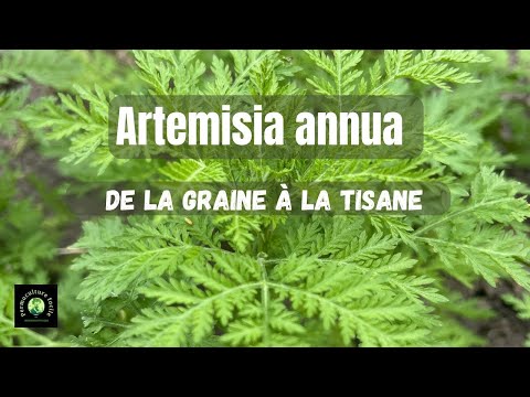 Grow Artemisia annua: Seed to Herbal Infusion Guide