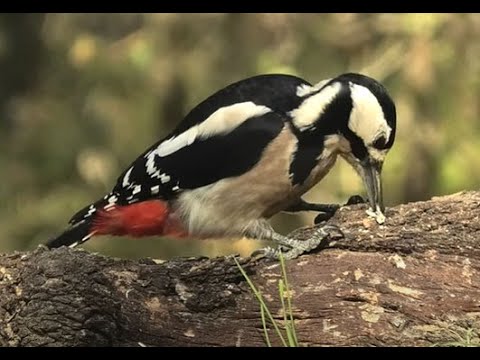 PICO PICAPINOS | GREAT SPOTTED WOODPECKER | Dendrocopos