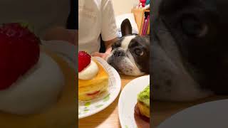 ケーキが食べたくてしかたない！😡💢#shorts　　　　　　　　　　　　　　　　　　　　　　 "I didn't want to eat cake😡💢"