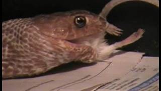 Western Coachwhip Feeding