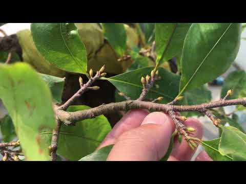 Year-end apricot care and important notes