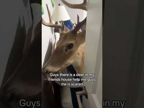 Average Day Living in Australia Be Like 😂🦘#fyp #viralvideo #australianlife #wildlife #relatable