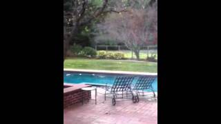 preview picture of video 'Rare footage of Mountain Lion (Cougar) in Los Altos Hills backyard'