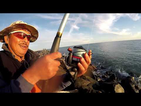 Leccia amia (Leerfish)