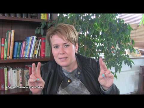 Nasz pies rzuca się na inne psy - co robić?