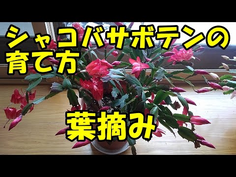 メンテナンス クリスマス サボテン ポットの水やりライト