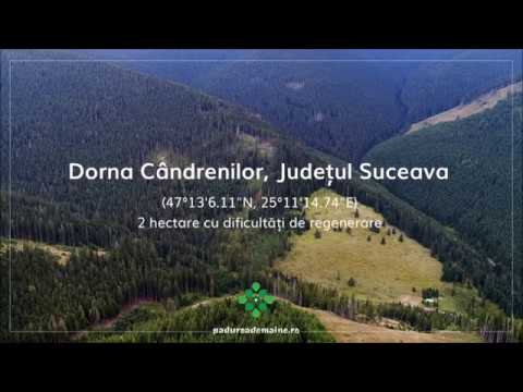 Dorna Candrenilor, județul Suceava