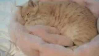 Psycho sleepwalking cat