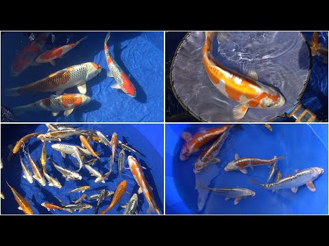 My Koi Breeding Project - Part 23 - Final selection and a look at 2020 plans