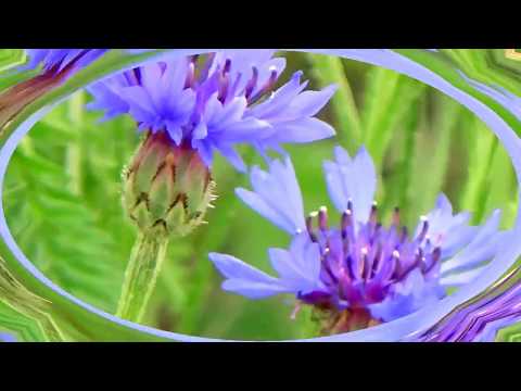 Mark Knopfler, Time In The Sun, ( time to live )