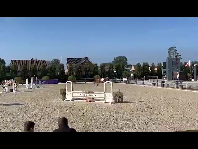 Utah vd Pitsemburg (Ermitage Kalone x Nonstop) - Half sister to Bonheur vd Pitsemburg