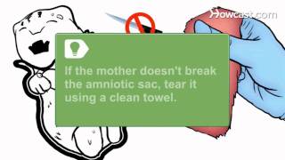 How to Help Deliver Kittens