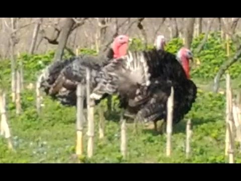 Funny Turkeys Gobbling - Funny Animals Reacting To...