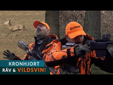 Drevjakt i Polen - Kronhjort, Vildsvin & Räv!