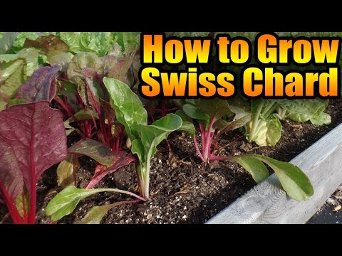 , title : 'How to Grow Swiss Chard'