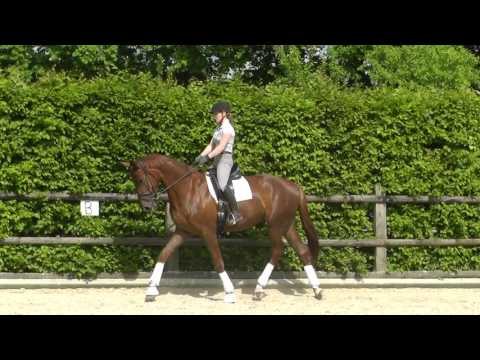 Videopräsentation: 3-jähriger Fuchswallach von Dannebrog x Fürst Nymphenburg zu verkaufen