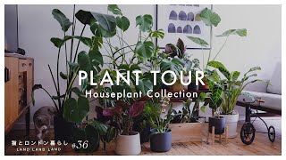 SUB【観葉植物】#36 インテリアデザイナーの家の観葉植物｜インテリアグリーンのすすめ｜1年間育てて分かった事｜plant tour｜houseplant collection