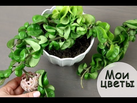Все мои ЦВЕТЫ! Кто у нас живет?