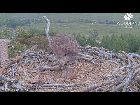 Second fish: Loch Arkaig Osprey chick has a huge crop but is still eager for more 5 Jun 2023