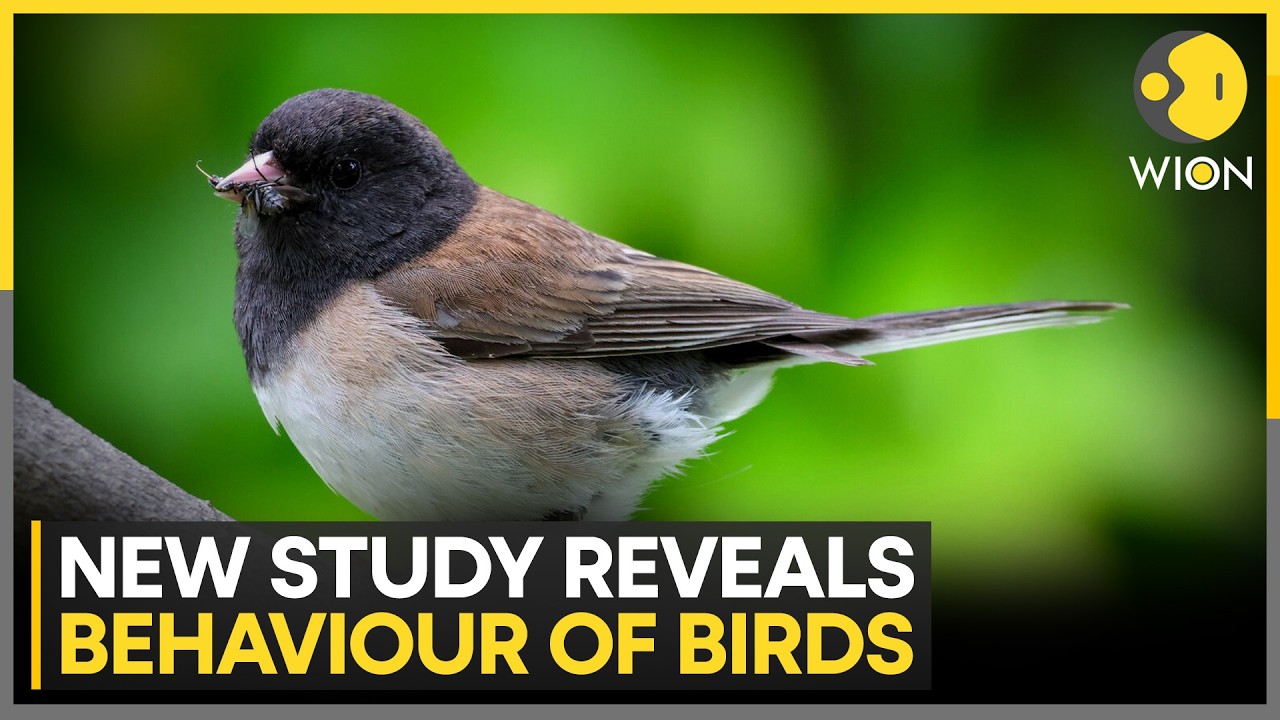 Study Reveals More About How Birds Interact With Humans | WION