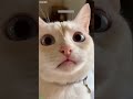 Funny Cats 2024 Fyp Part 4343