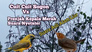 Download lagu Suara Cuit Cuit Sogon Vs Prenjak Kepala Merah Asli Alam mp3 Download lagu Suara Cuit Cuit Sogon Vs Prenjak Kepala Merah Asli Alam mp3