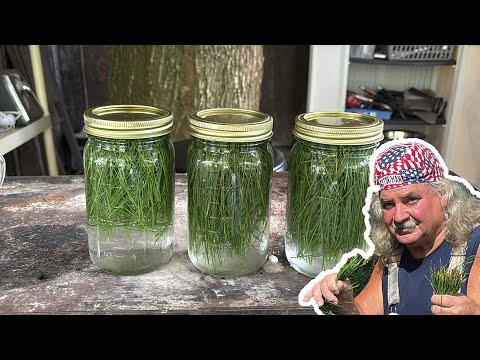 PINE NEEDLE Soda | How to Make Sprite from Pine Needles