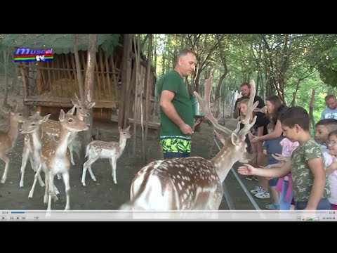 Jurnal MUSCEL TV 10.09.2021 Ferma de cerbi lopătari LA NIC din Sibiu - obiectiv de vacanță