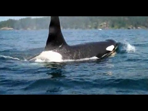 Kayaking with Orca, or Killer Whales off Sooke, BC on Vancouver Island.