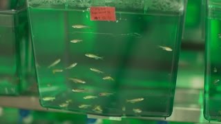 Newswise:Video Embedded university-of-kentucky-biologist-receives-nearly-1.9-million-to-study-retinal-regeneration-using-zebrafish